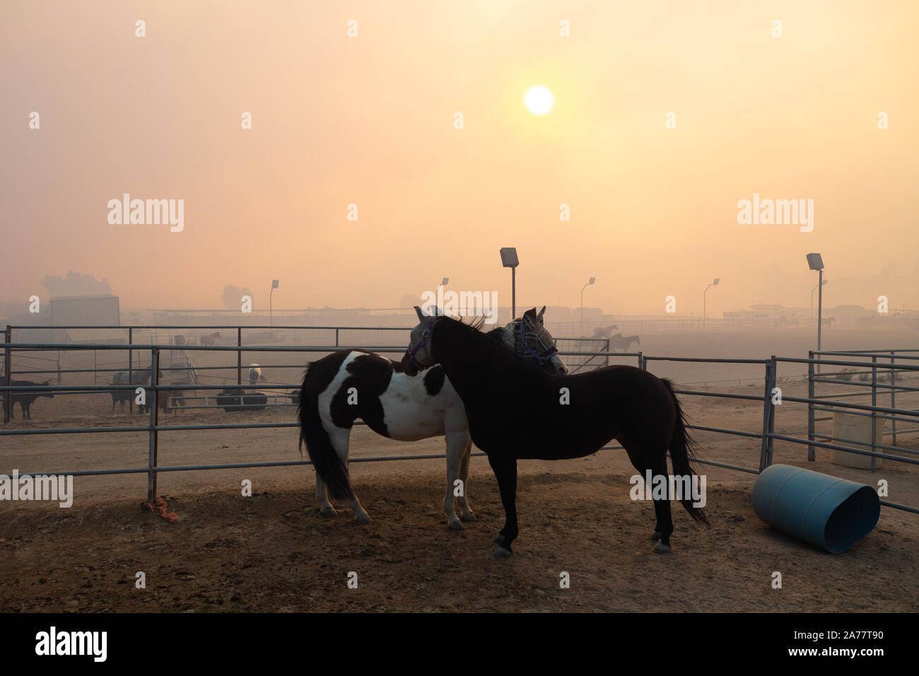 Simi Valley, California, USA. 30th Oct, 2019. Horses are seen in Simi Valley, the United States, Oct. 30, 2019. An aggressive wildfire erupted Wednesday morning on the hillsides above Simi Valley, triggering a new round of evacuation in Southern California. The blaze, dubbed Easy Fire, was first reported around 6:15 a.m. local time, then spread to about 972 acres as of 9 a.m., Ventura County fire Capt. Brian McGrath told local KTLA news channel. Firefighters raced to protect the Ronald Reagan Presidential Library nearby as a thin wall of flames approached from hills. Credit: Xinhua/Alamy Live  Stock Photo