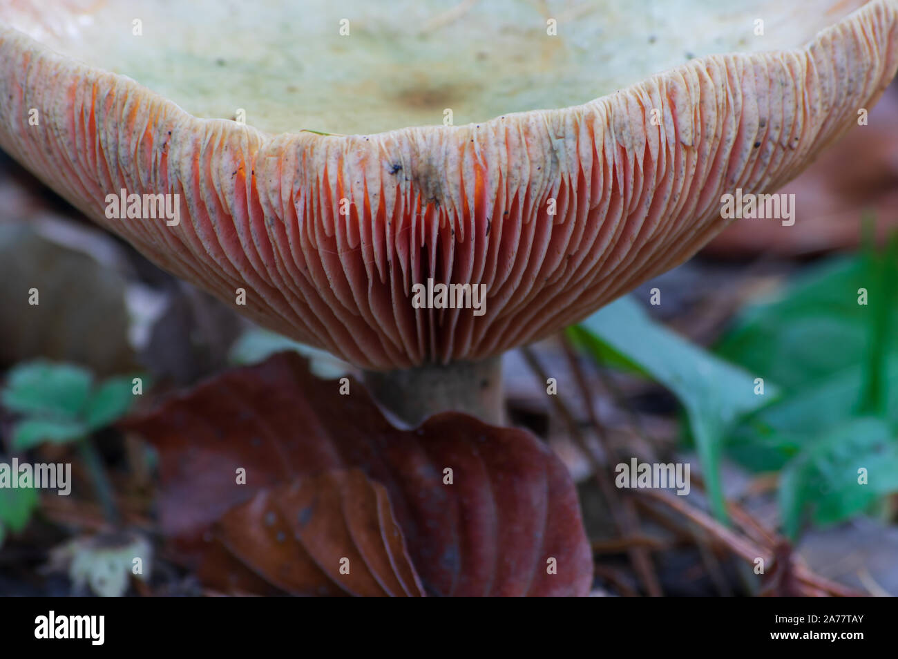 close-up shot of the gills of an agaric mushroom on the forest floor with dry autumn leaves in a forest in Germany / Europe Stock Photo