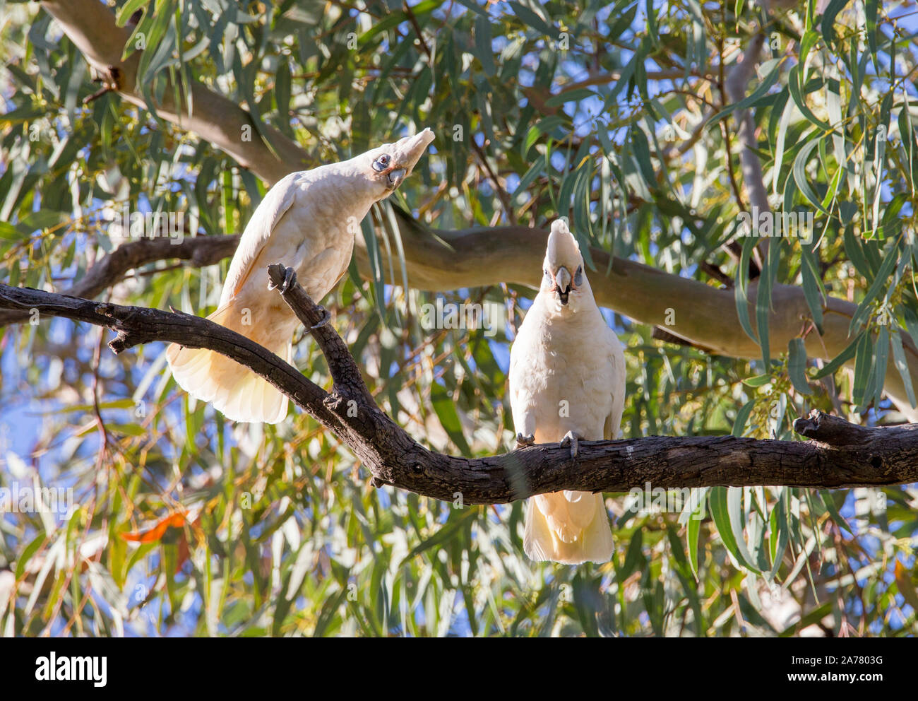 Little Corella (Cacatua sanguinea) perched in River Red Gums in outback NSW, Australia Stock Photo