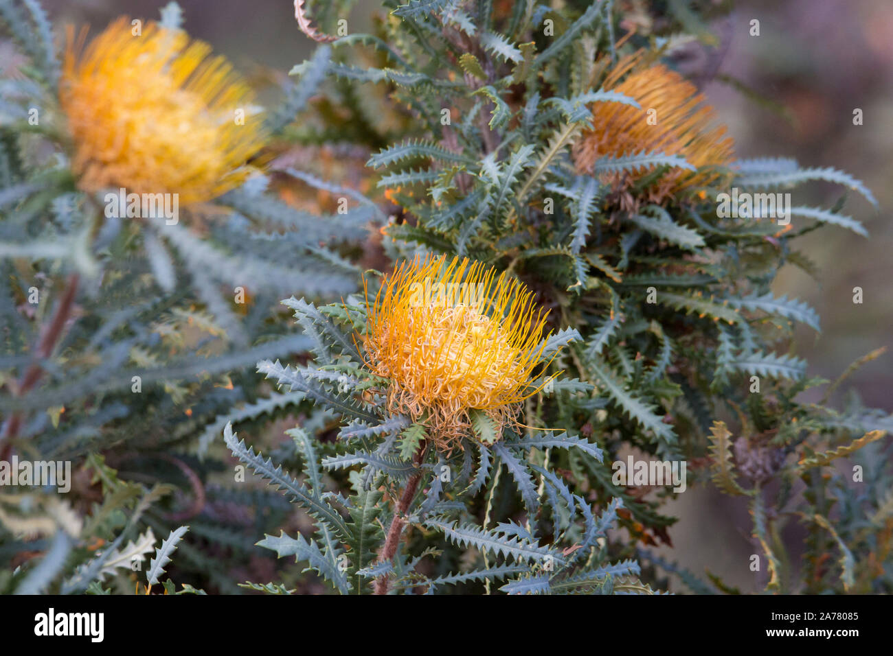 Yellow flowers of a Banksia formosa, (formerly named Dryandra formosa), Western Australia Stock Photo