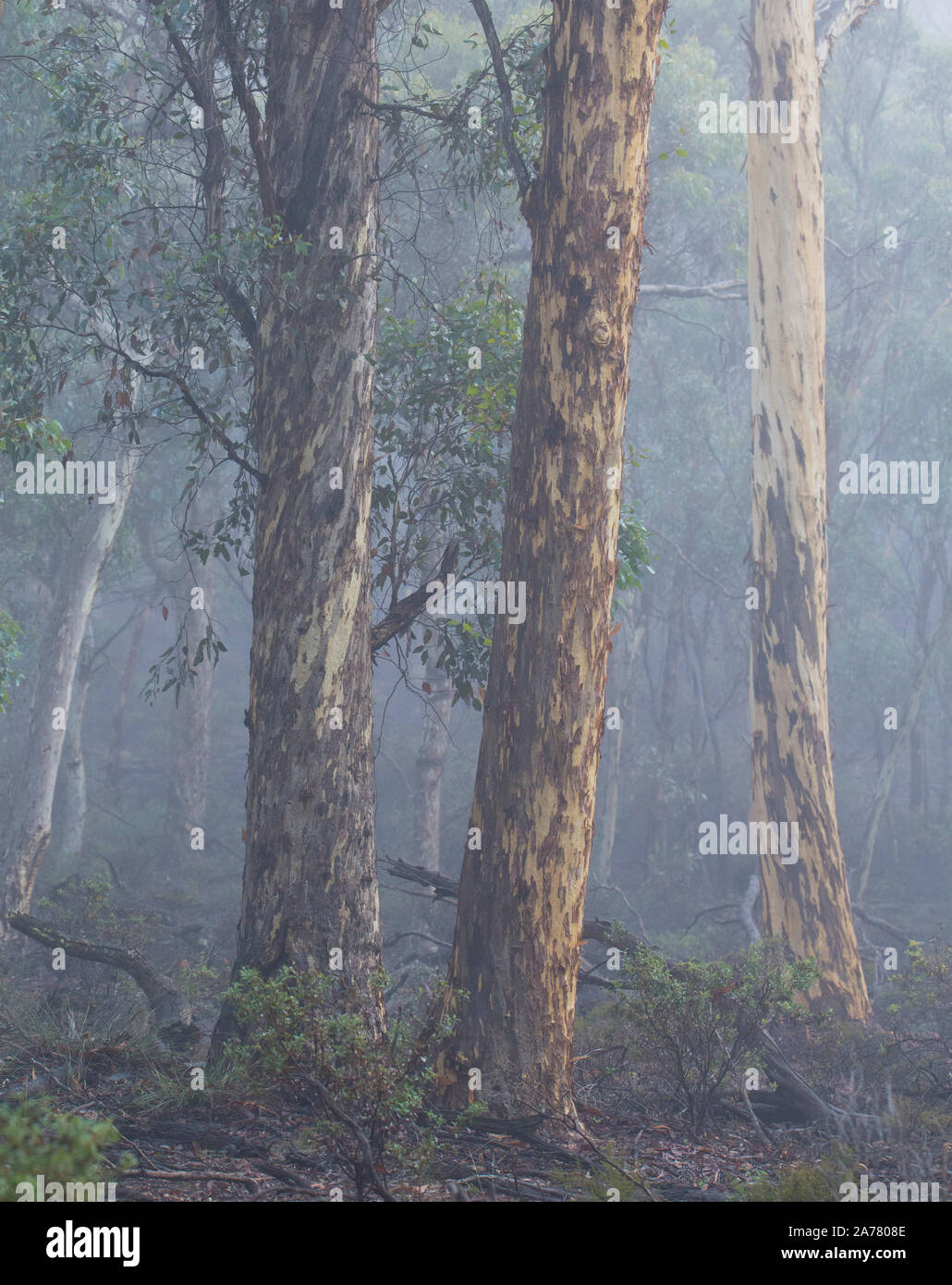 Wandoo woodland (Eucalyptus wandoo) and mist in Dryandra State Forest, Western Australia Stock Photo