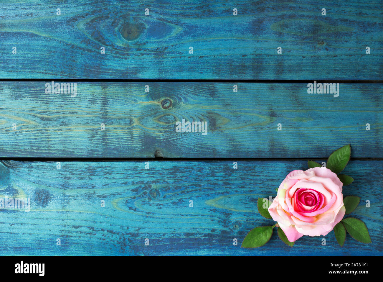 Romantic background with single pink rose on blue wooden background Stock Photo