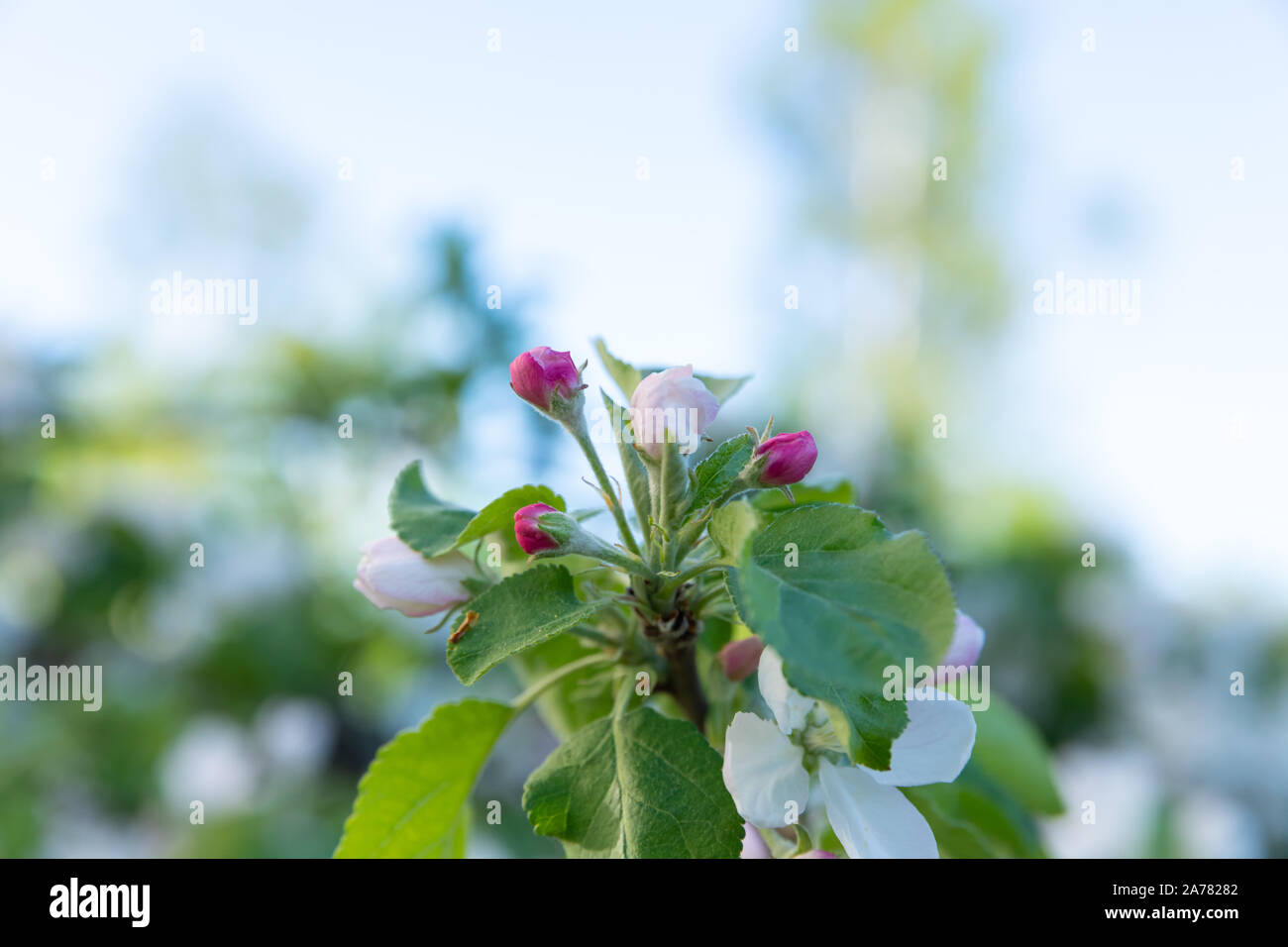 Omenapuun kukkia puutarhassa Stock Photo