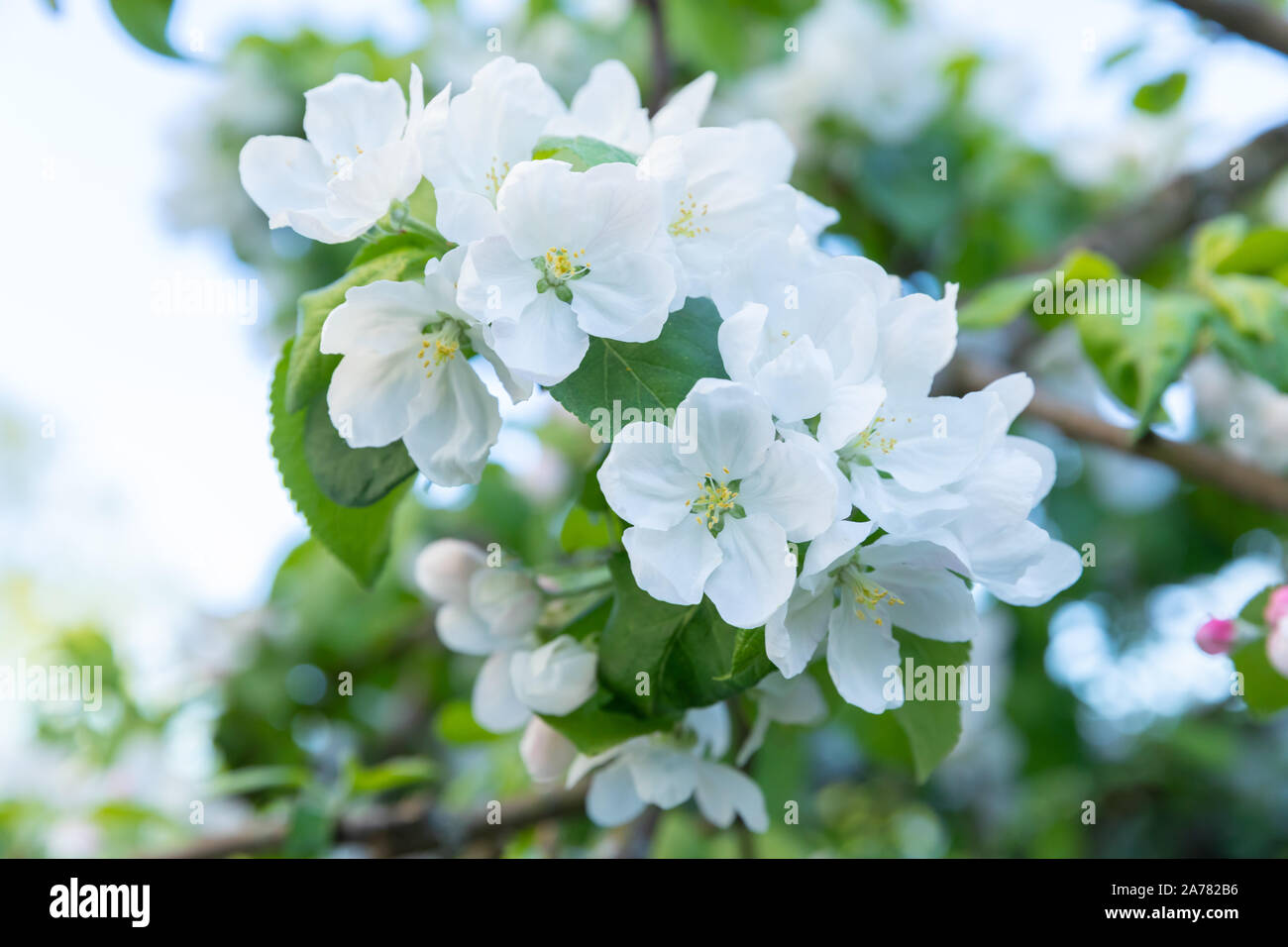 Garden apple tree summer hi-res stock photography and images - Alamy