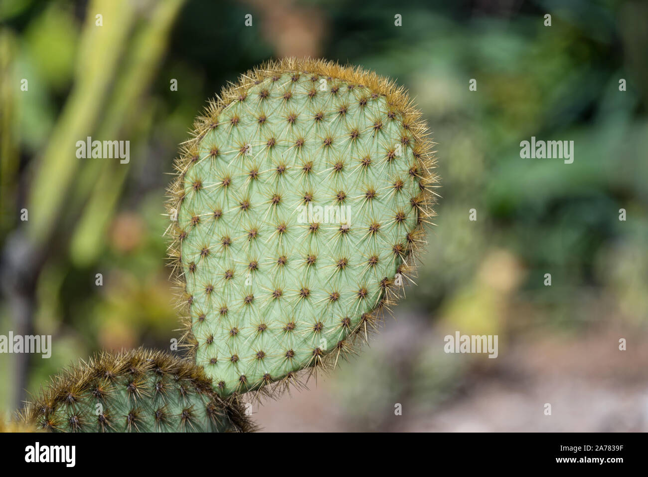 Green pads on a prickly pear cactus. Opuntia, Indian fig opuntia, barbary fig, ficus-indica, cactus pear and spineless cactus in the botanical garden Stock Photo