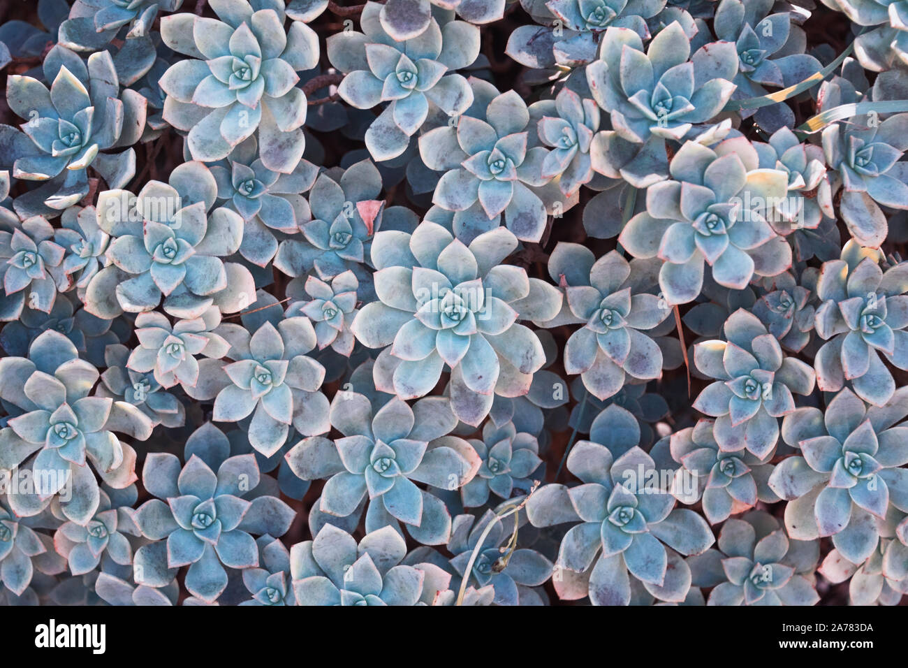 plant alfalfa seeds Cover Crop main image 0