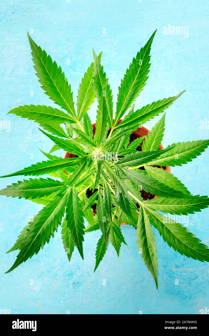 Cannabis buds with white stigma, early flowering stage. Potted