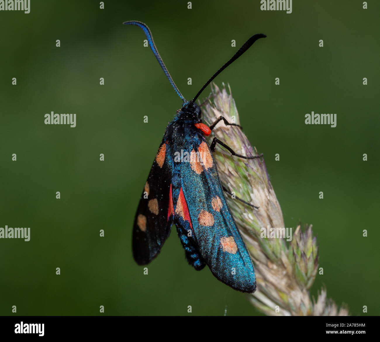 Burney Insect Spotted burnet butterfly hi-res stock photography and images - Alamy