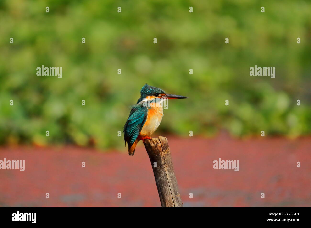 Common kingfisher (alcedo atthis) or eurasian kingfisher or river kingfisher at Chupir Char or Purbasthali Bird Sanctuary in West Bengal, India Stock Photo