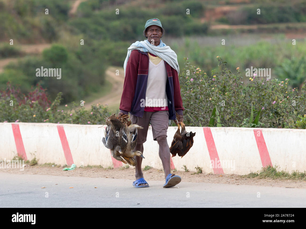 Fianarantsoa, Madagascar on july 29, 2019 - Man bringing his ducks and chickens to the local market Stock Photo