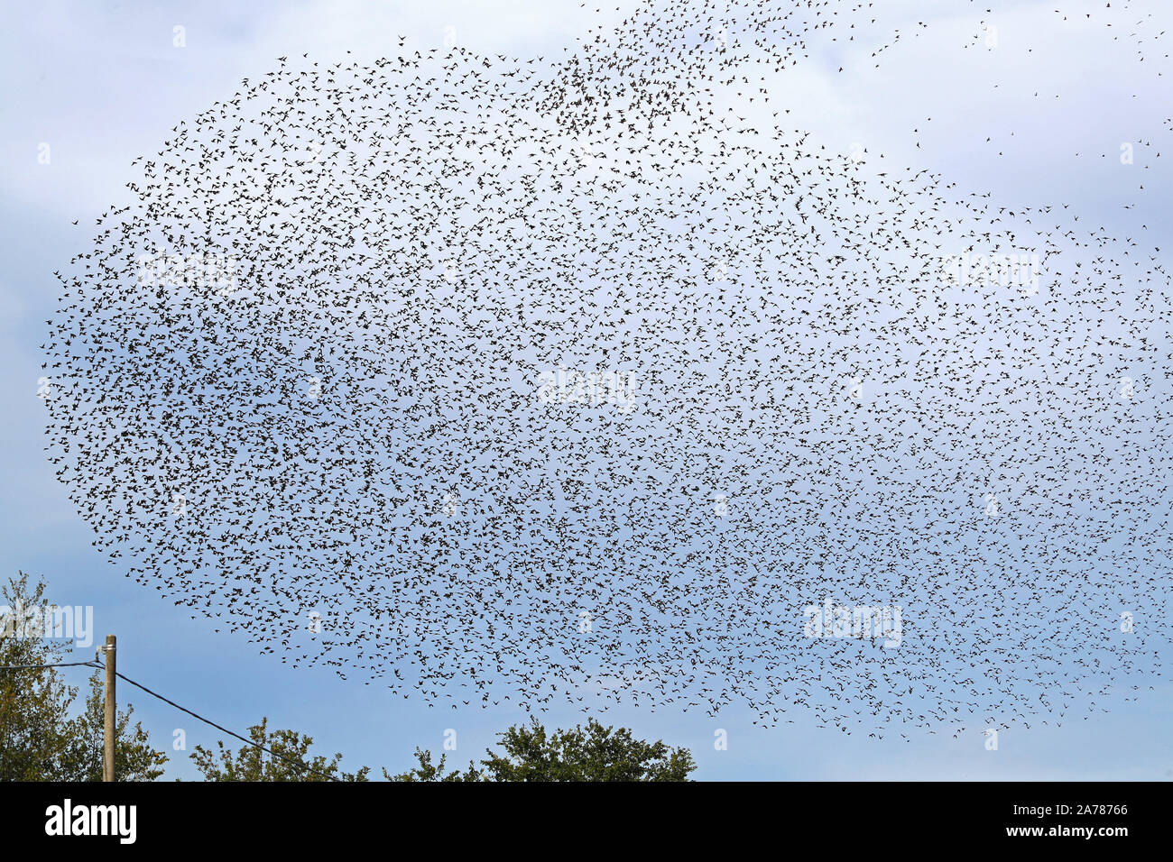 a large flock or murmuration of starlings flocking together and flying in formation above a field in rural Italy Stock Photo