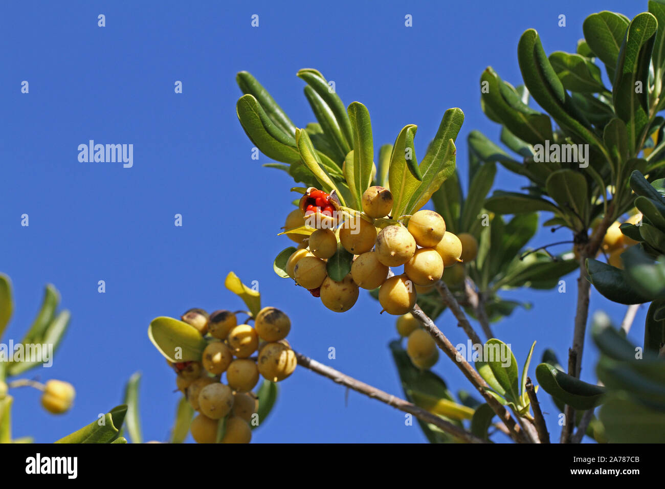 Pittosporum tobira family Pittosporaceae also called Australian laurel, Japanese pittosporum, mock orange or Japanese cheesewood Stock Photo