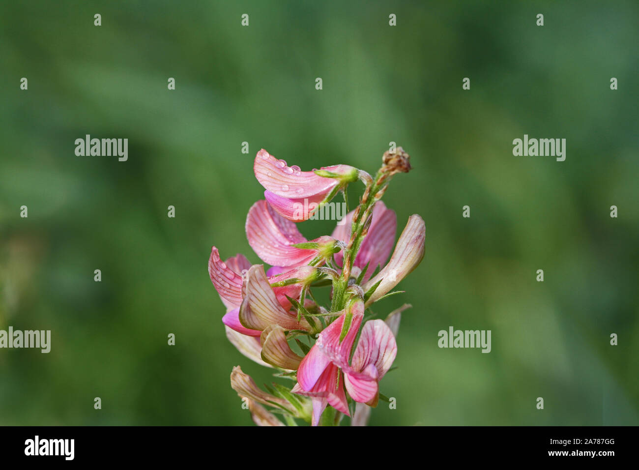 pink bush vetch Latin vicia sepium similar to villosa or sativa growing