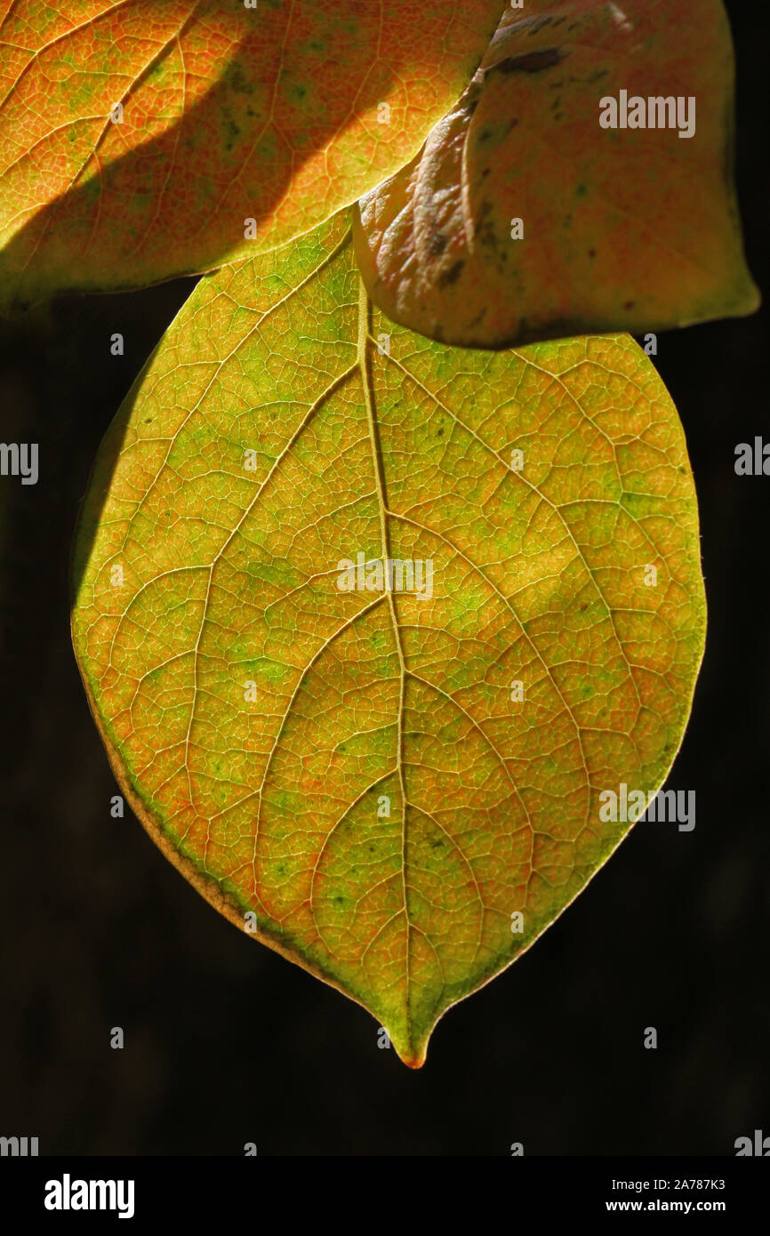 persimmon or persimon leaf or kaki leaf diospyros kaki family ebenaceae close up in autumn showing beautiful colours in Italy Stock Photo