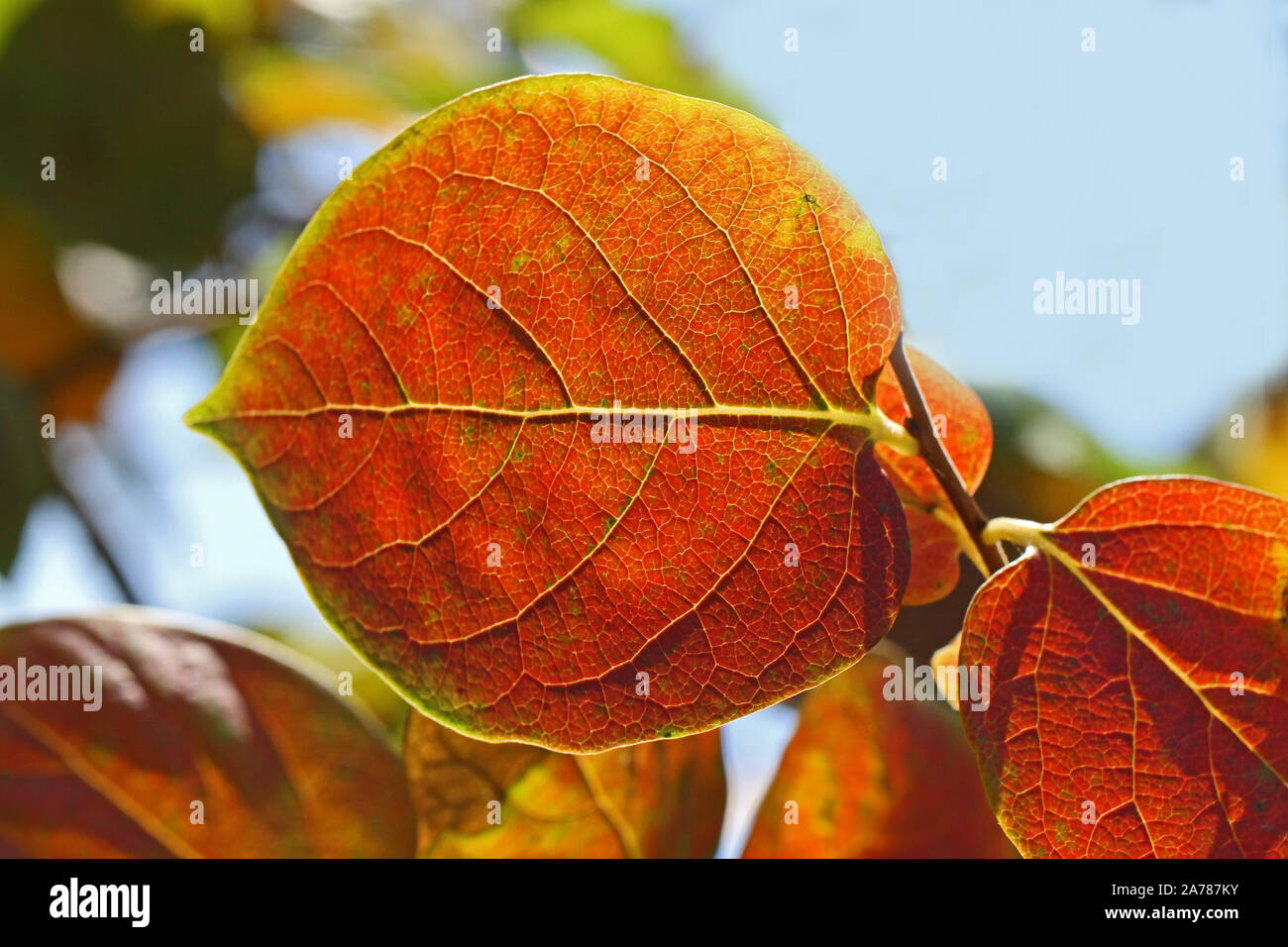 persimmon or persimon leaf or kaki leaf diospyros kaki family ebenaceae close up in autumn showing beautiful colours in Italy Stock Photo
