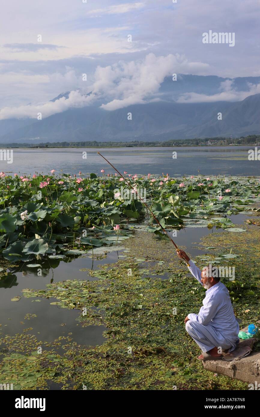 Kashmiri fishing amidst the lotuses Stock Photo