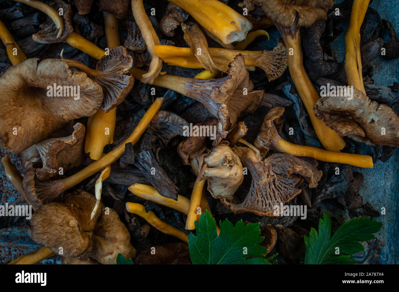 Wild mushrooms,trumpet chanterelle, on rustic background.with parsley leaf. Stock Photo