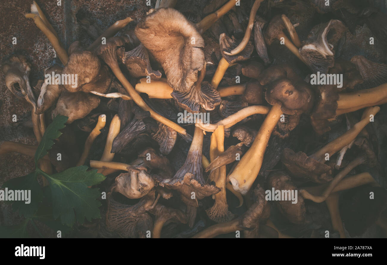 Wild mushrooms,trumpet chanterelle, on rustic background.with parsley leaf. Stock Photo