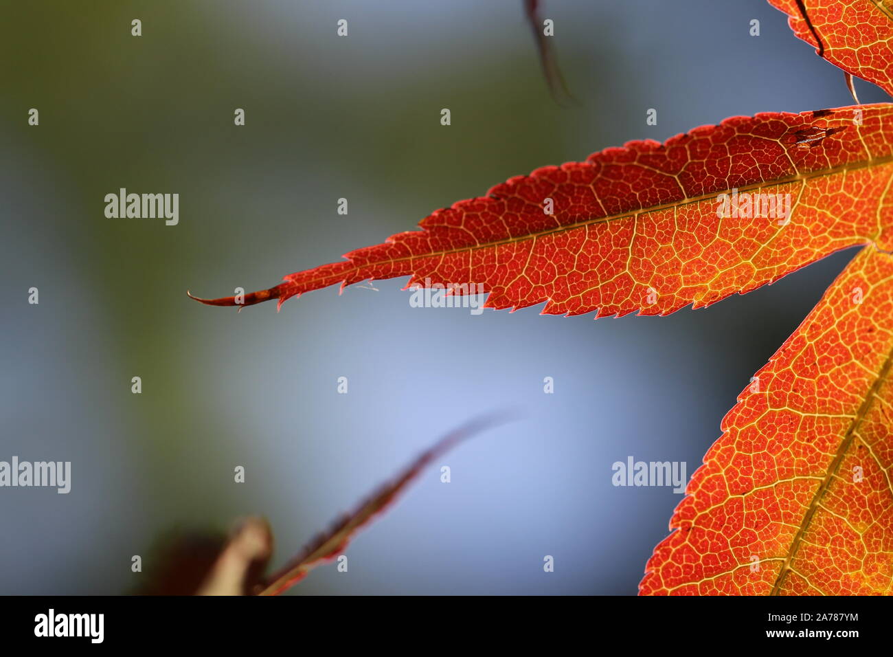 Close up leaf nervature and orange red leaf of the japanese maple, Acer palmatum in the garden in Belgradre, Serbia Stock Photo