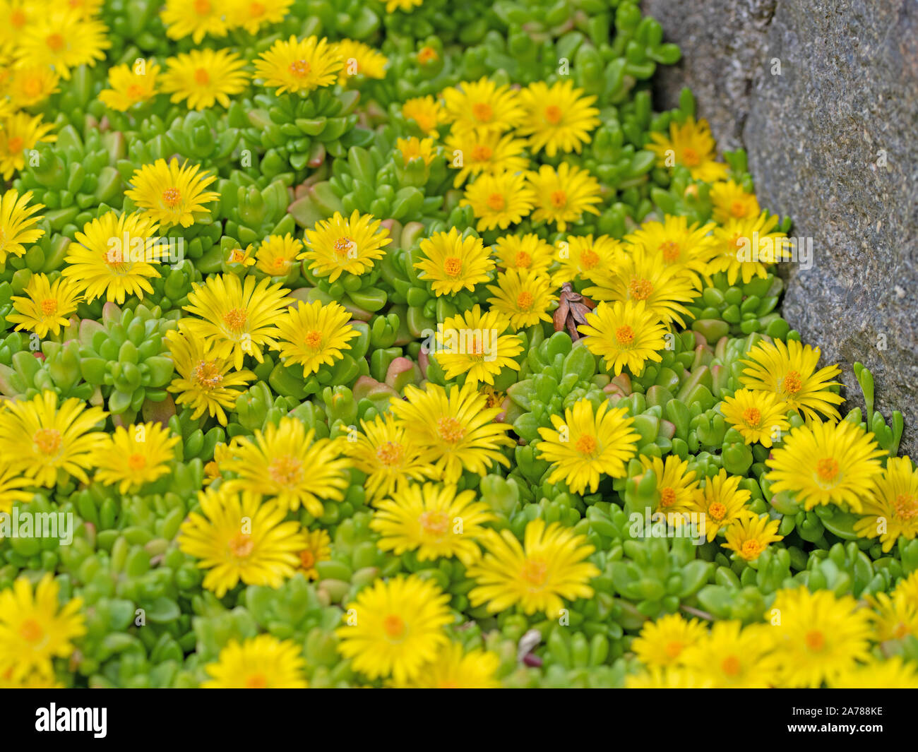 Yellow flowers of Delosperma in spring Stock Photo