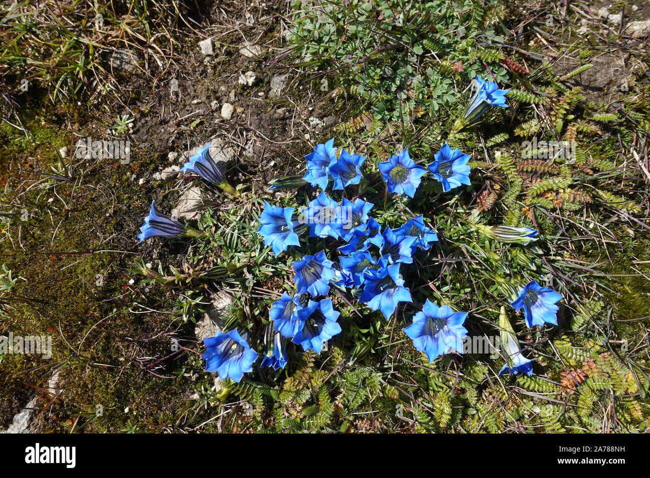 Blue Gentiana, Enzian growing in a flock. Protected plant of Himalayas,  Nepal, September 2019 Stock Photo - Alamy