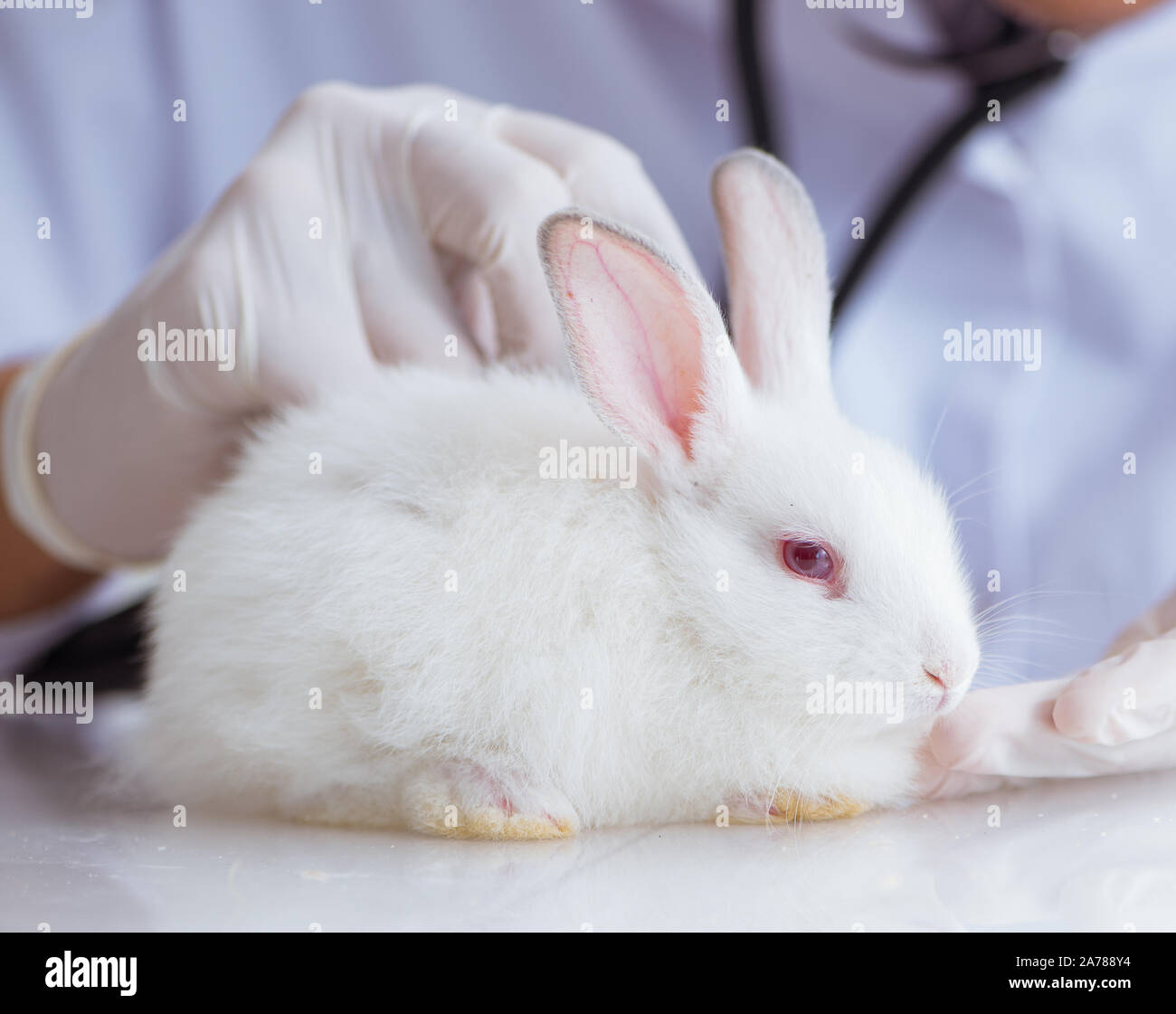 The vet doctor examining rabbit in pet hospital Stock Photo - Alamy