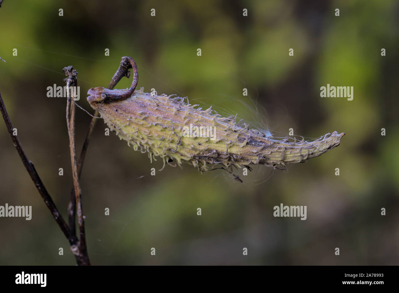 Fruit of common milkweed, Asclepia syriaca, invasive species Stock Photo