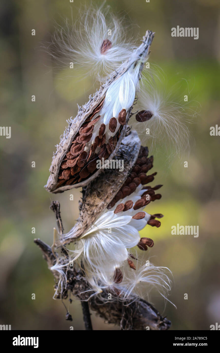 Fluffy white hairy seeds of common milkweed / Asclepias syriaca, invasive plant in the Subotica Sand in Serbia Stock Photo