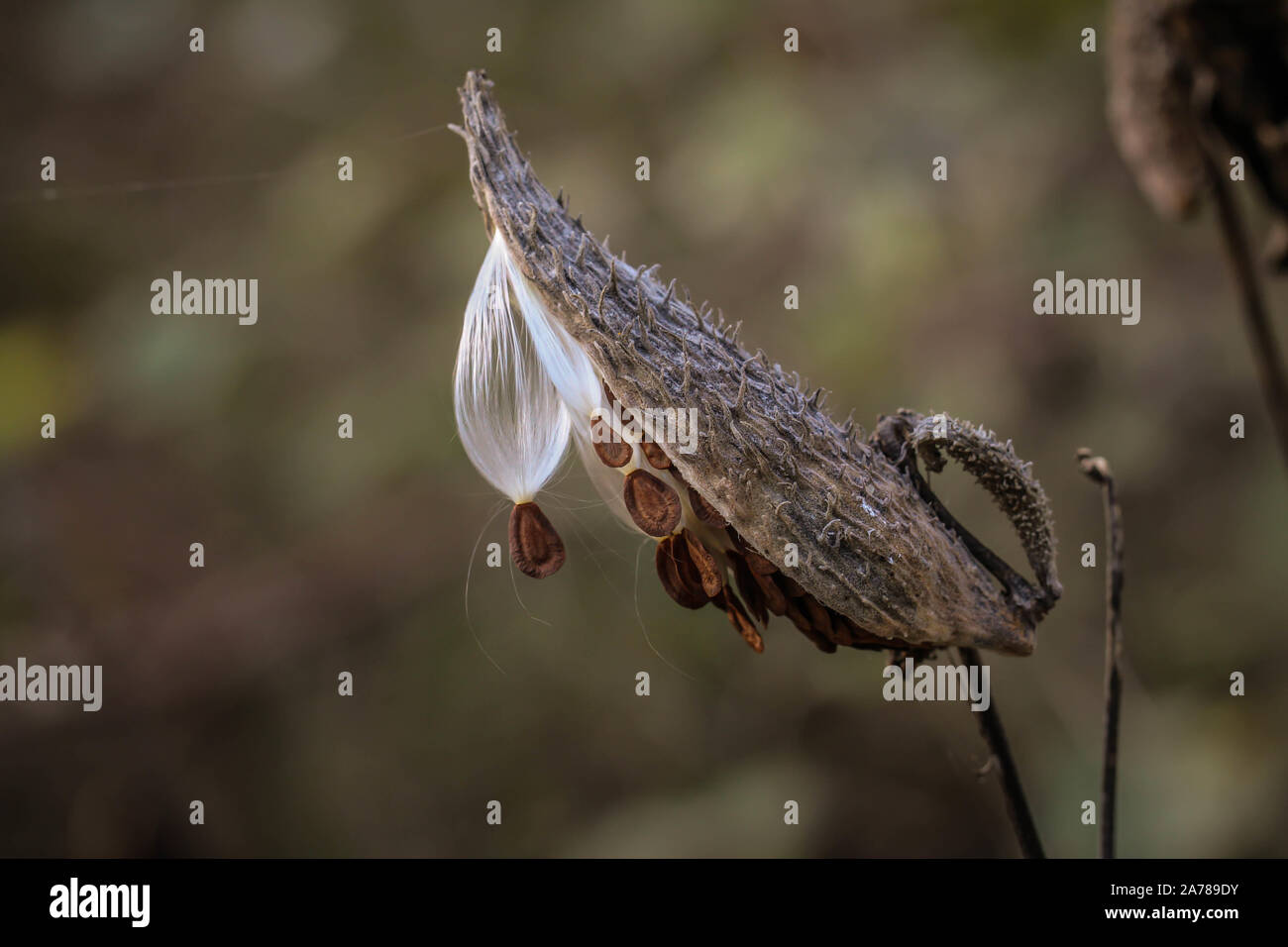 Fluffy white hairy seeds of common milkweed / Asclepias syriaca, invasive plant in the Subotica Sand in Serbia Stock Photo