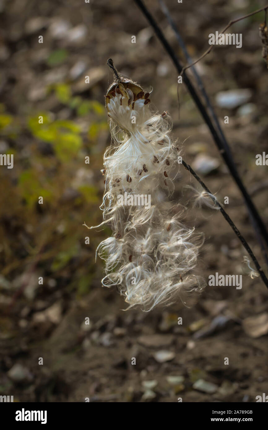 Fluffy white hairy seeds of common milkweed / Asclepias syriaca, invasive plant in the Subotica Sand in Serbia Stock Photo