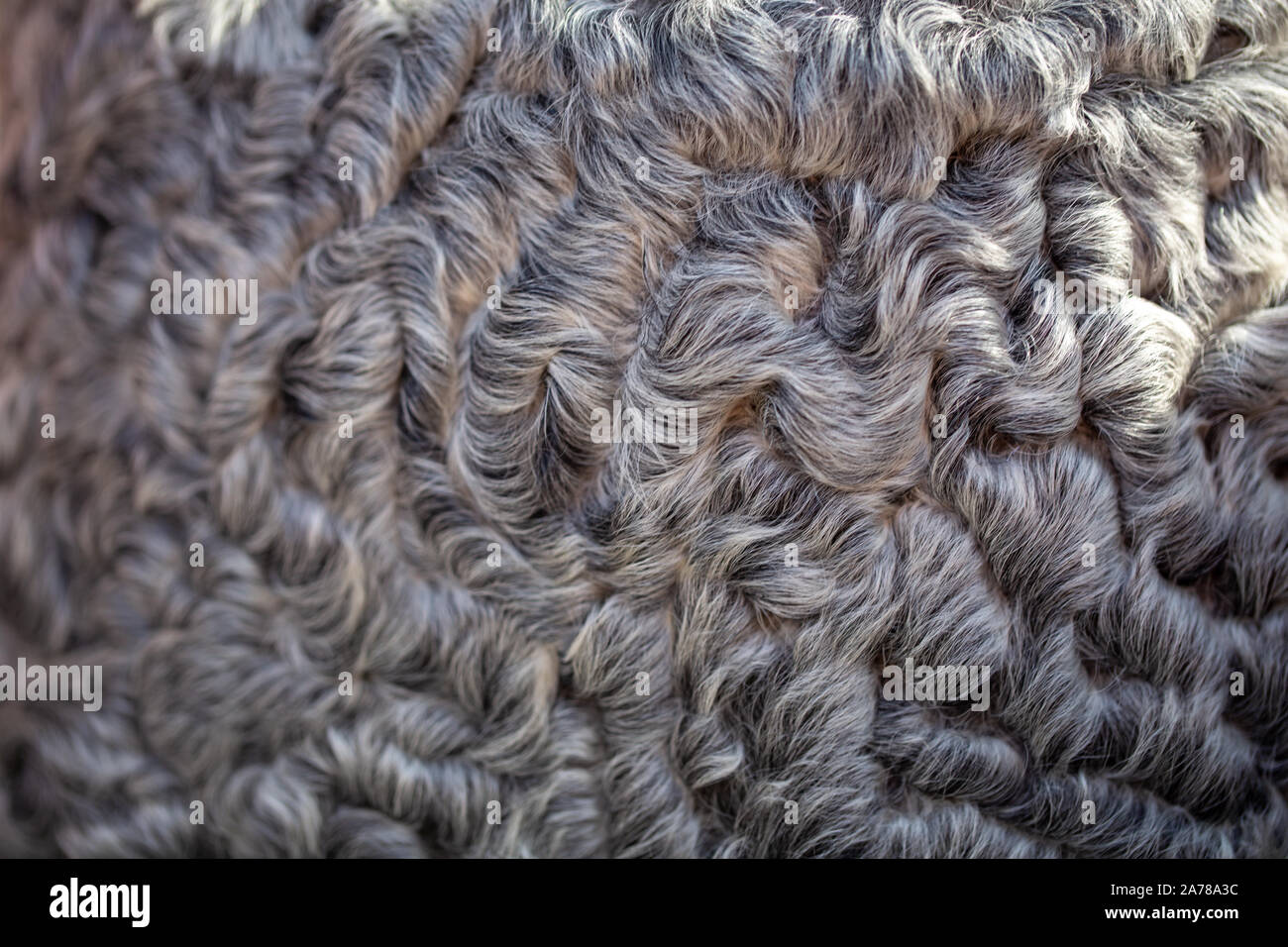 texture of gray astrakhan fur. natural background. Stock Photo