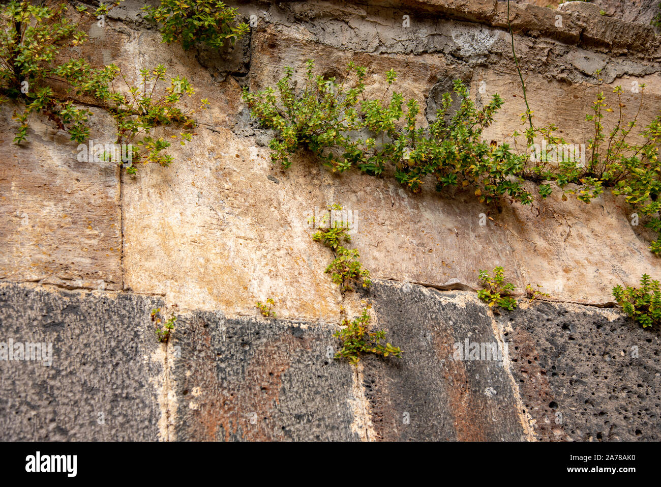 A stone wall made of large blocks with plants growing Stock Photo - Alamy
