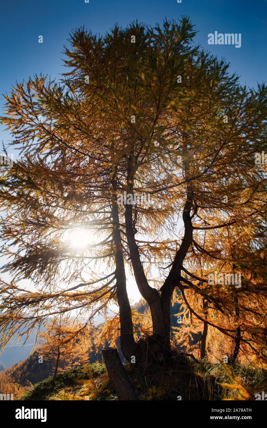 Autumn larch plant among the rays of sunlight in the mountains Stock Photo