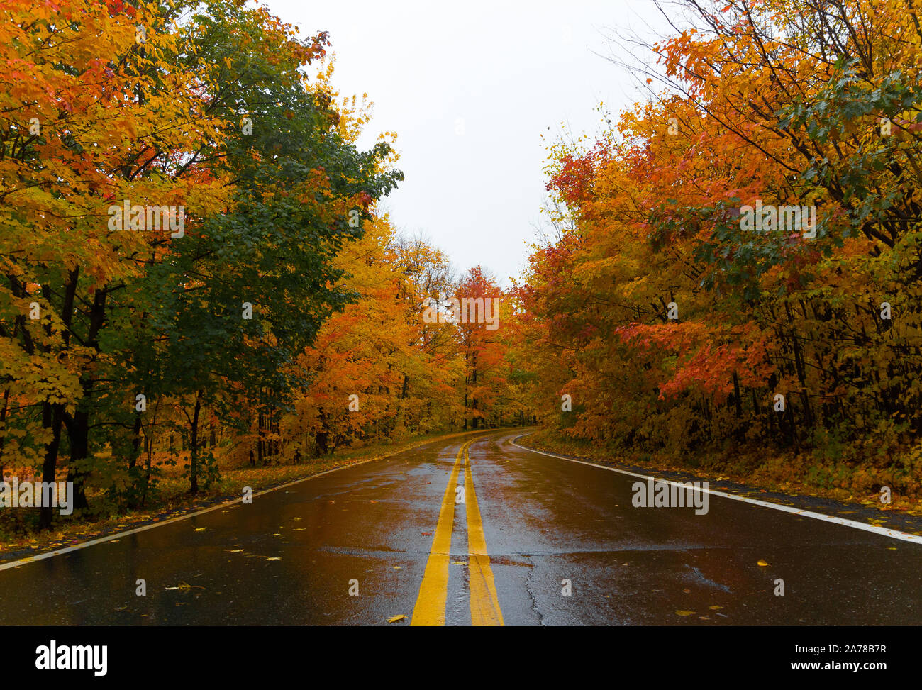 Fall foliage of the Canadian countryside (Quebec). Luxurious and