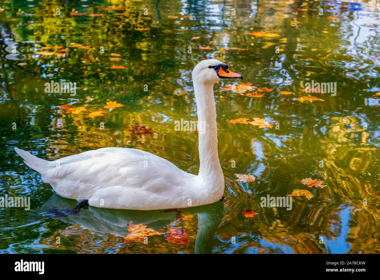 Autumn scene of a graceful swan swimming in a lake. Image Stock Photo