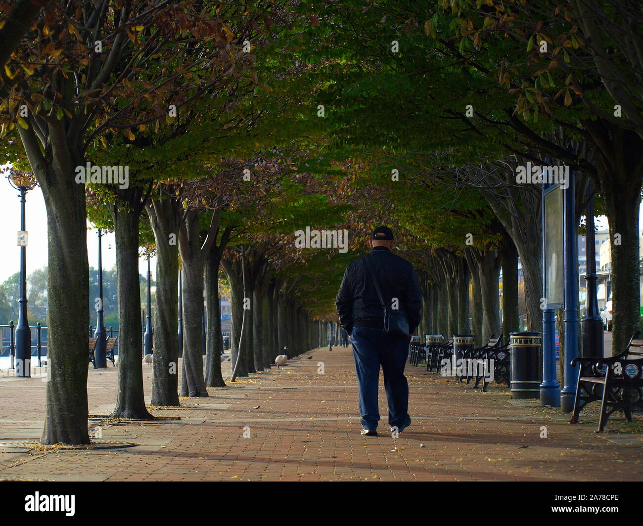 Tree lined path, salford quays  / docks, media city, manchester Stock Photo