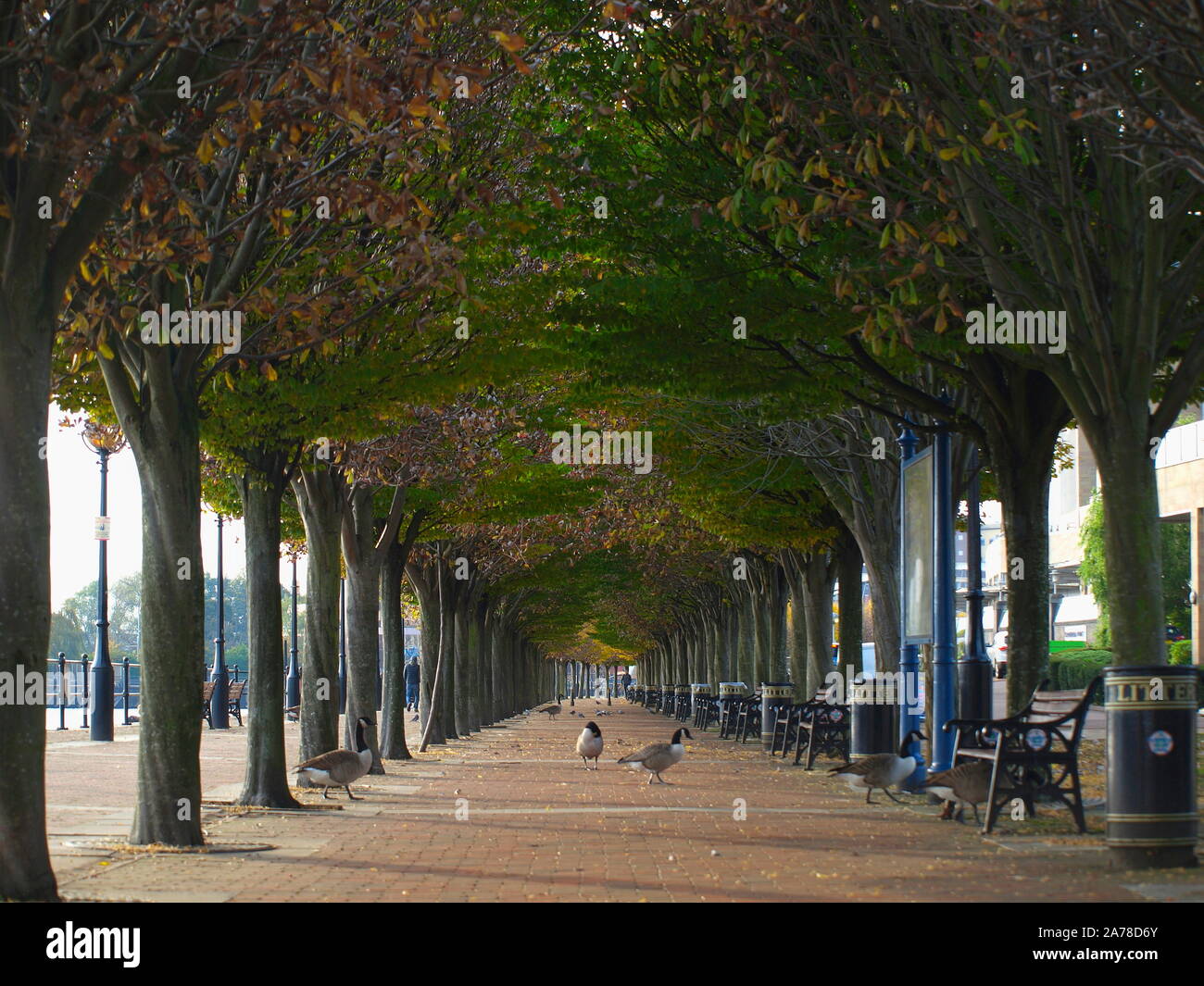 Tree lined walkway, media city, salford quays, manchester Stock Photo