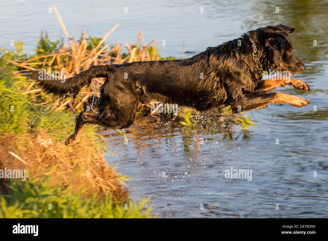 Dog jumps into the water from the shore Stock Photo Alamy