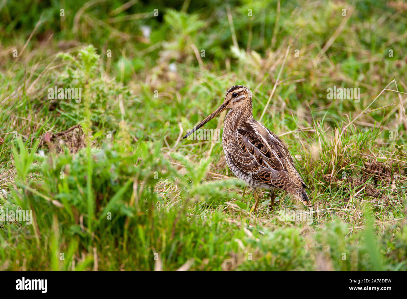 Common snipe, Gallinago gallinago, frequents marshes, bogs, tundra and wet meadows throughout northern Europe and northern Asia. Stock Photo