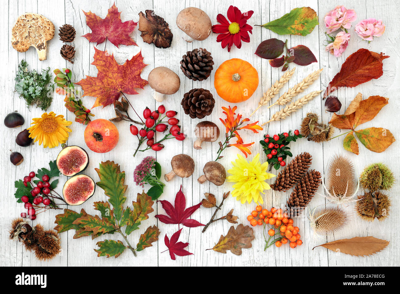 Autumn nature botanical study with food, flora and fauna on rustic wood background. Top view. Harvest festival concept. Flat lay. Stock Photo
