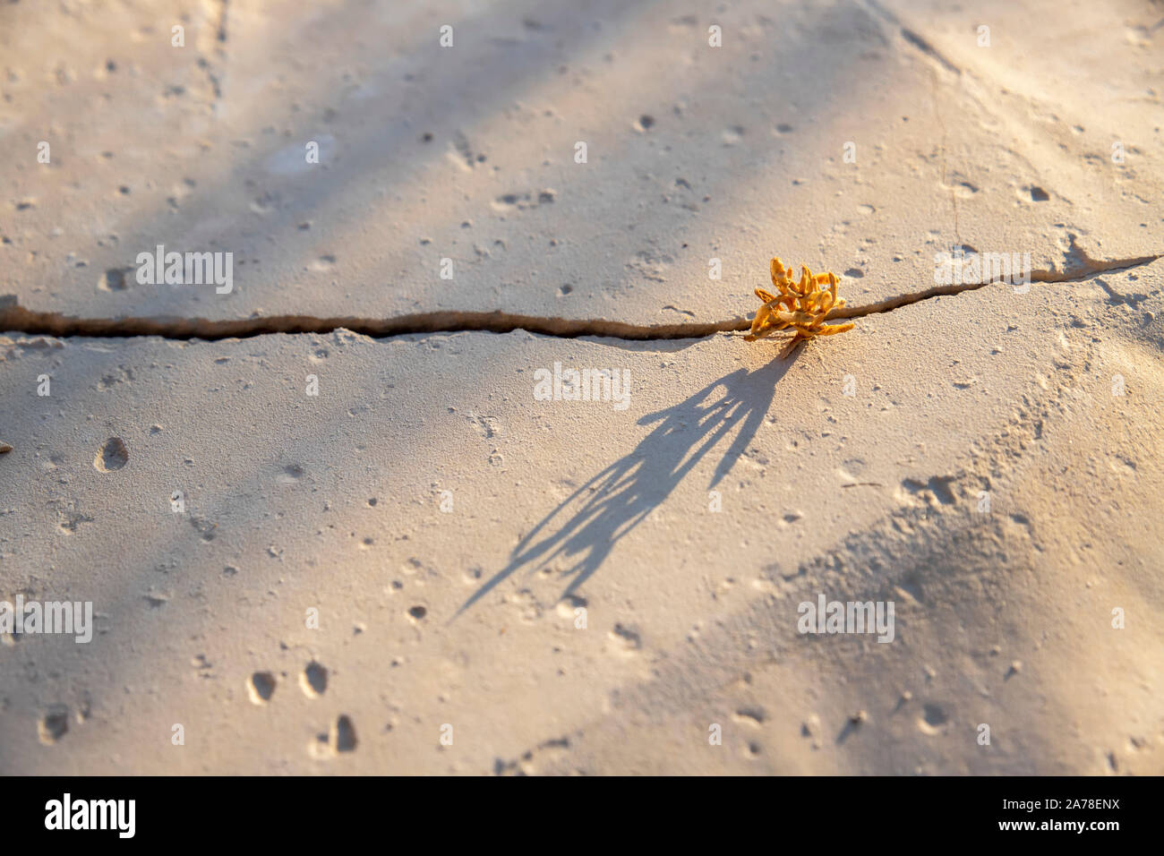 Dry plant growing in a crack casting a shadow on the dry surface of the earth in the Judean desert. Israel Stock Photo