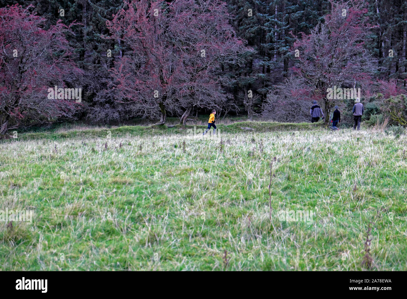 Family child boy walking in the countryside at half term with landscape of autumn colour hawthorn trees Carmarthenshire Wales UK  KATHY DEWITT Stock Photo