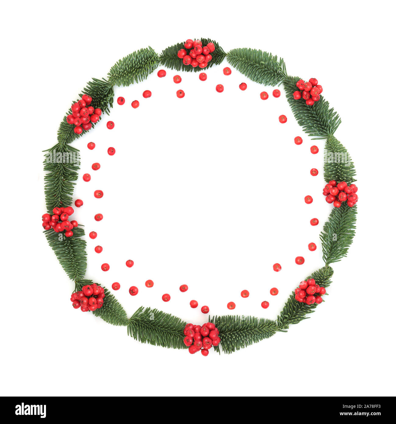 Christmas and winter holly berry and spruce fir wreath with loose ...