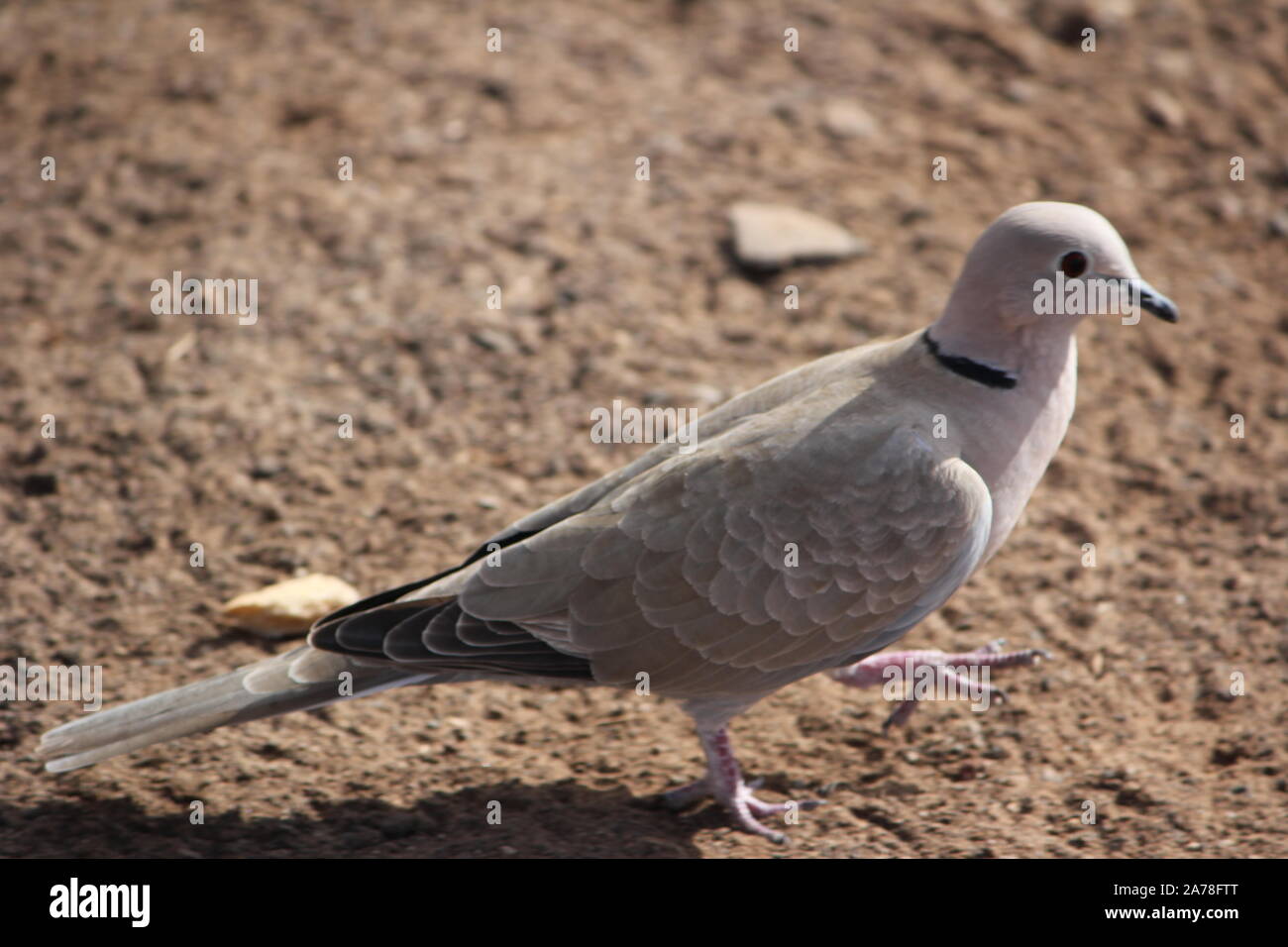 Collared Dove (Streptopelia decaocto) at Jandia Playa, Fuerteventura, Spain Stock Photo