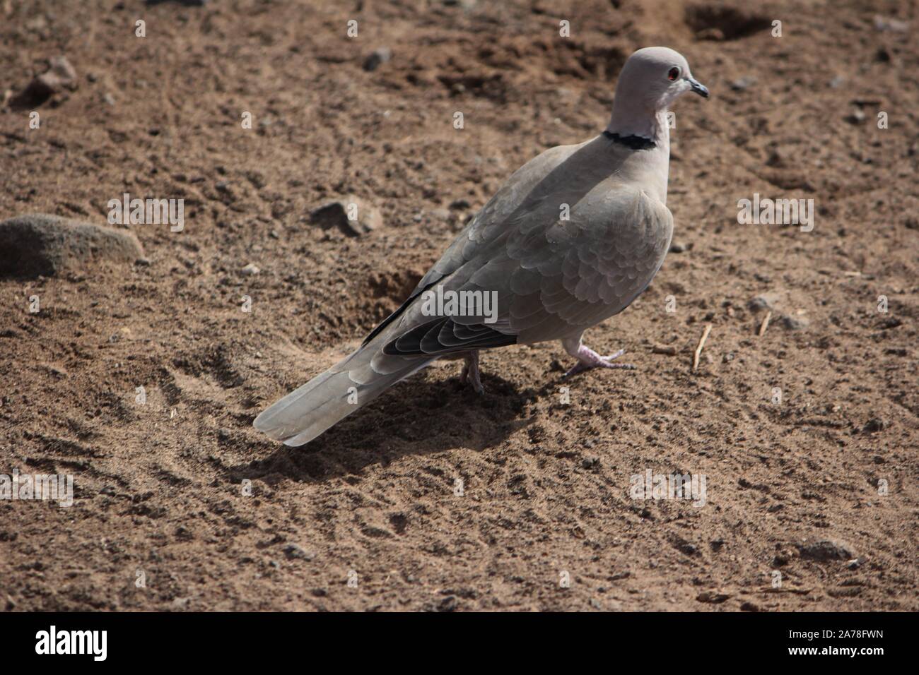 Collared Dove (Streptopelia decaocto) at Jandia Playa, Fuerteventura