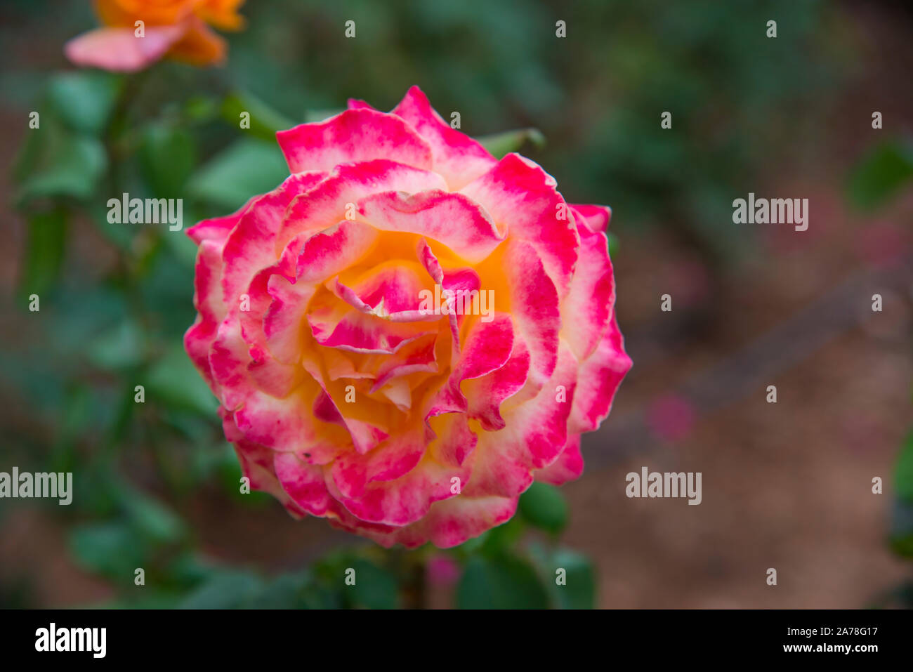 Pink rose. Stock Photo