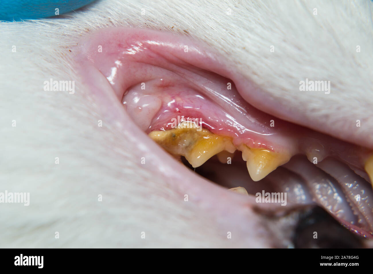 domestic cat with gingivitis and gum retraction. Bacterial plaque or tartar  on the teeth surface Stock Photo - Alamy