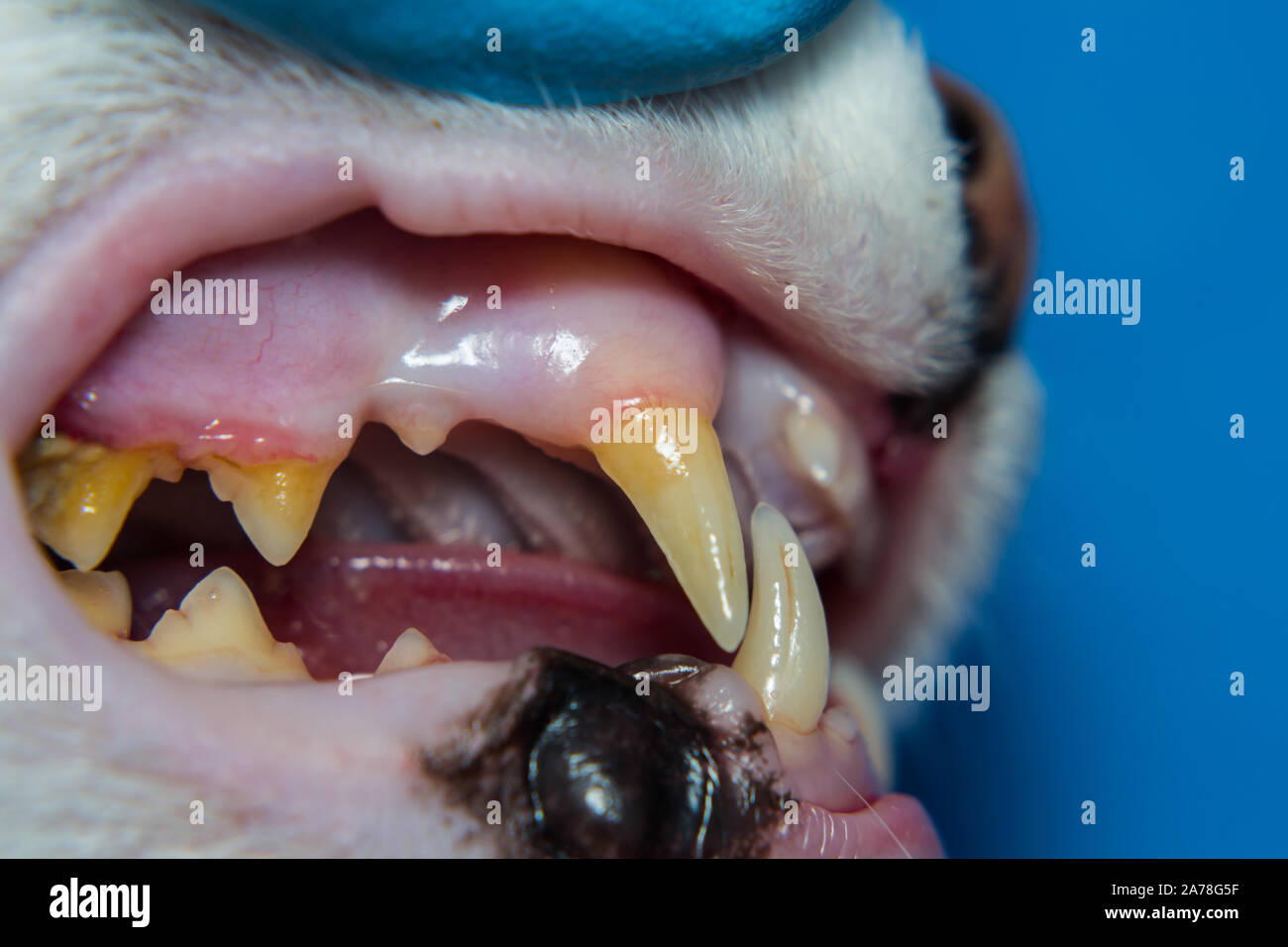 domestic cat with gingivitis and gum retraction. Bacterial plaque or