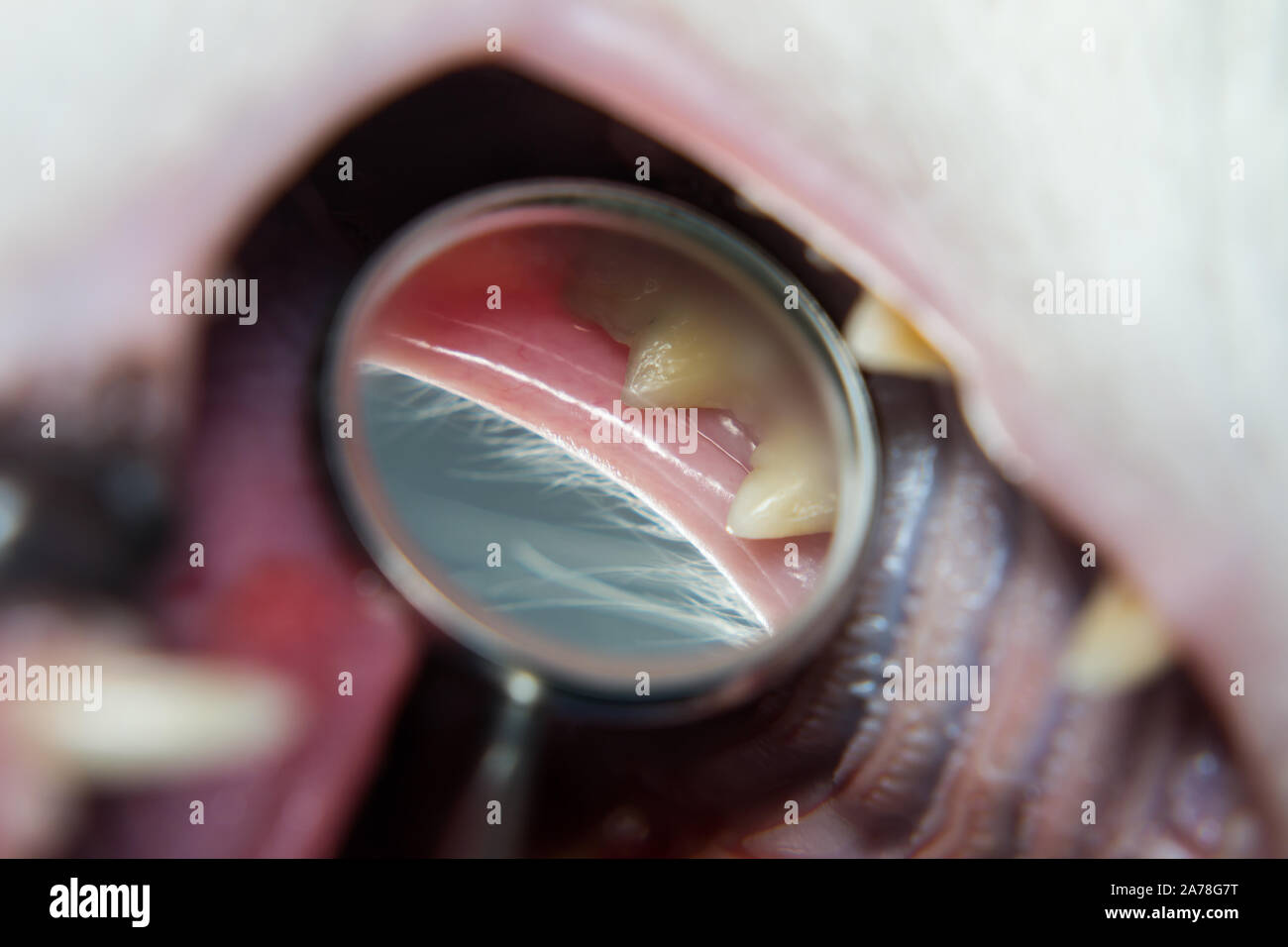examination of a cat teeth with the dentistry mirror Stock Photo Alamy