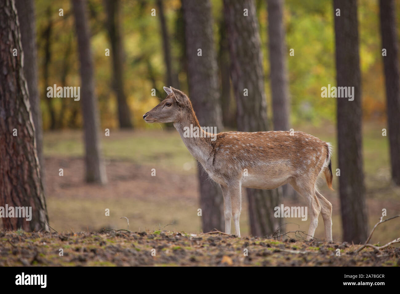 Damtier, fallow deer Stock Photo